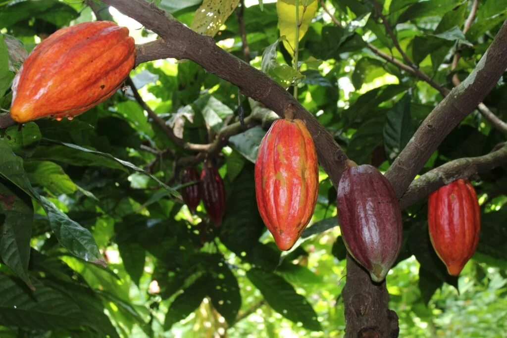 Mayan Cacao Farm Cozumel with a toddler