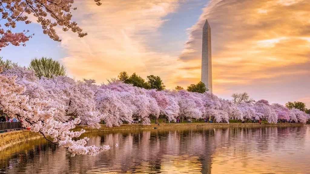 Cherry Blossom Season in Japan and Washington