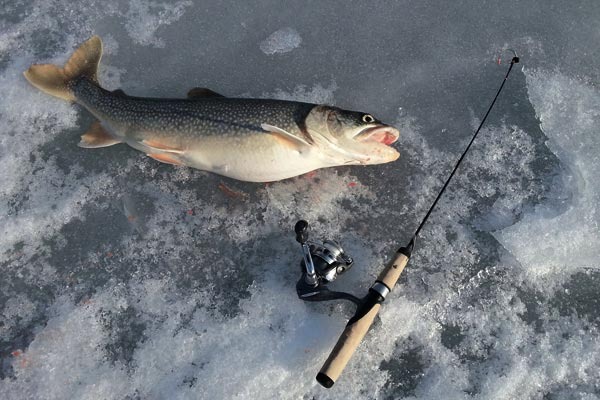 Lake Trout