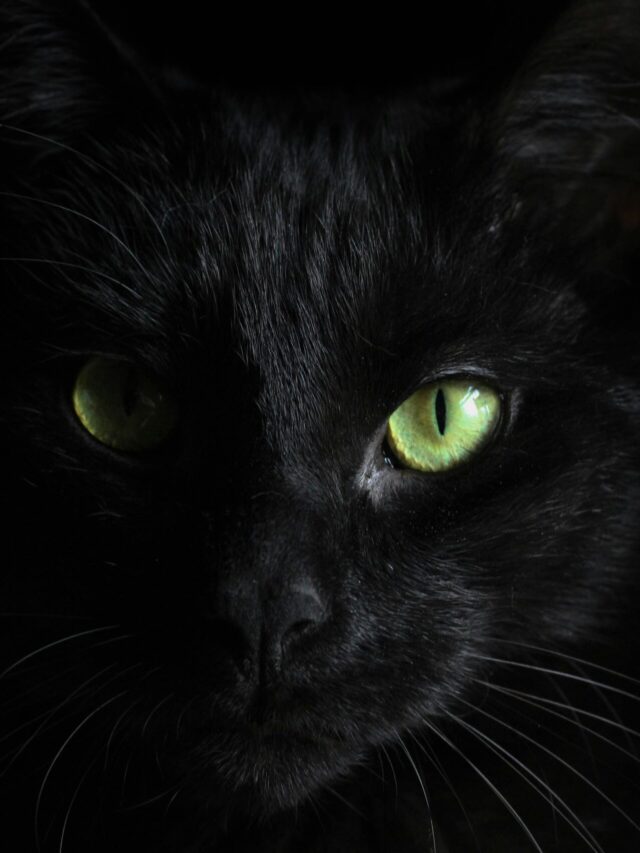 6 Must Know Facts About Cats