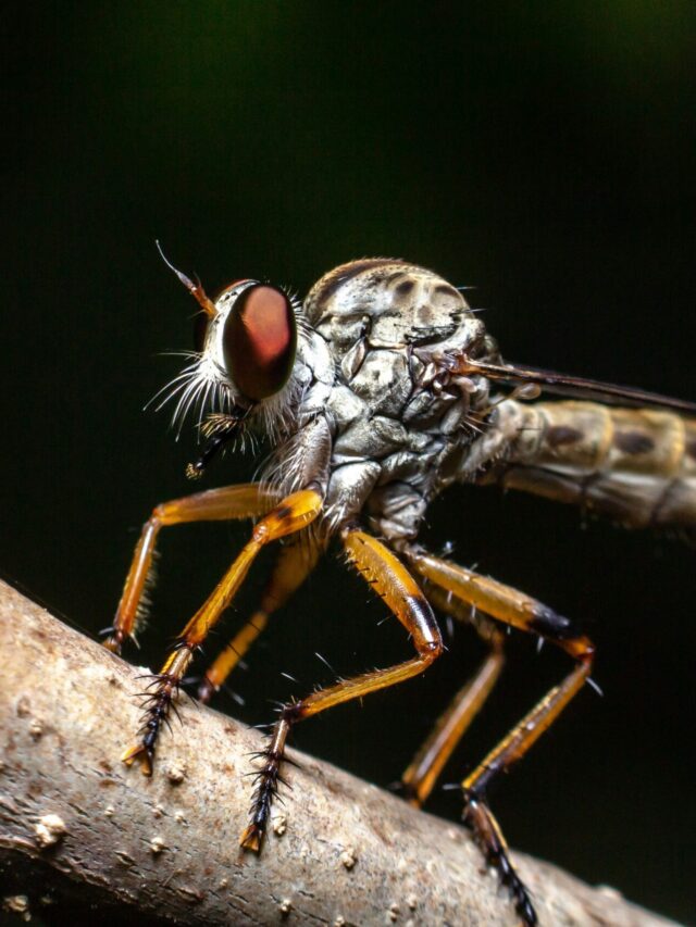 5 Ways to Stop Mosquito Bites This Summer