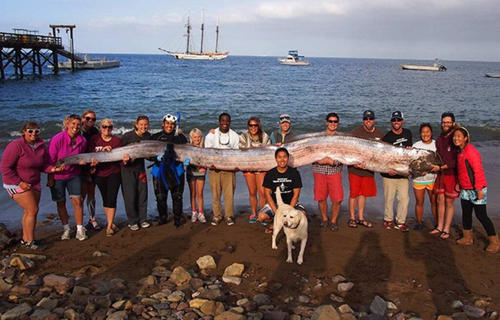 Doomsday Fish Oarfish
