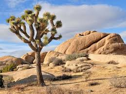 Joshua Tree USA