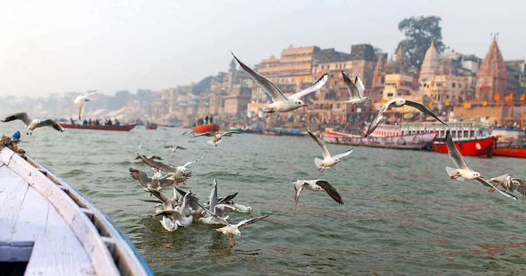A picture of birds flying near 2026 Magh Mela in Prayagraj