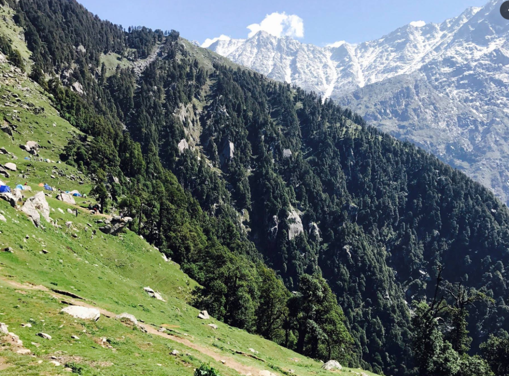 A forest view in Kangra Valley 