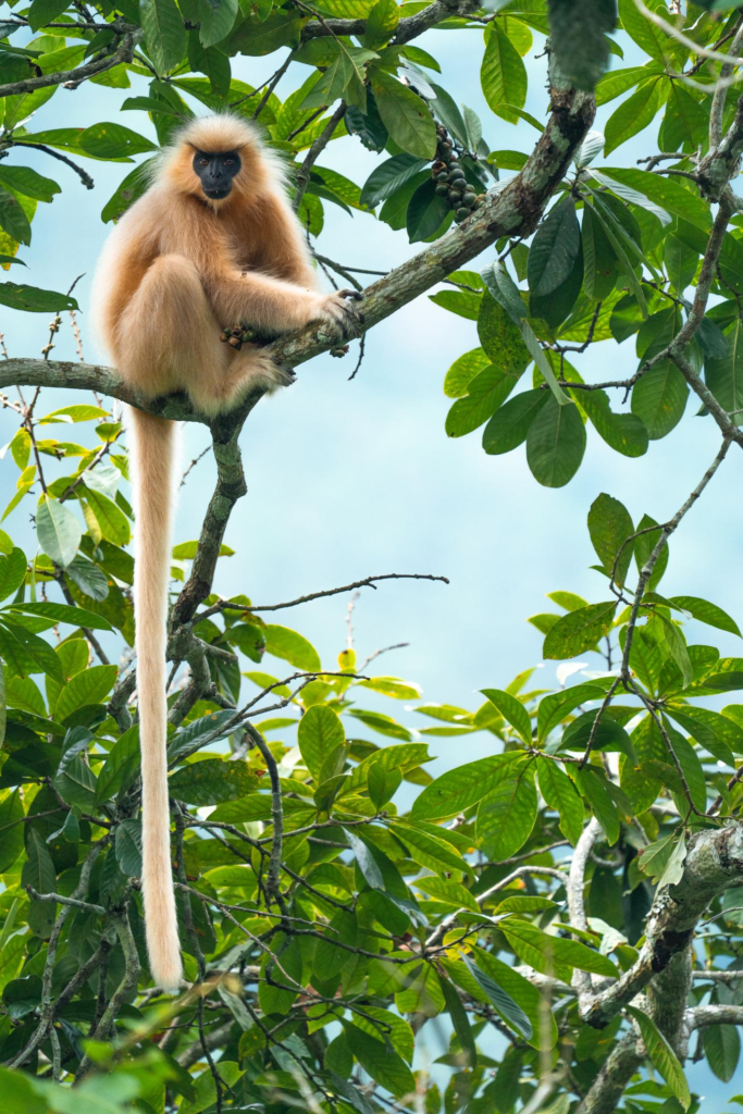 Golden Langur in the Forest of Royal Manas National Park