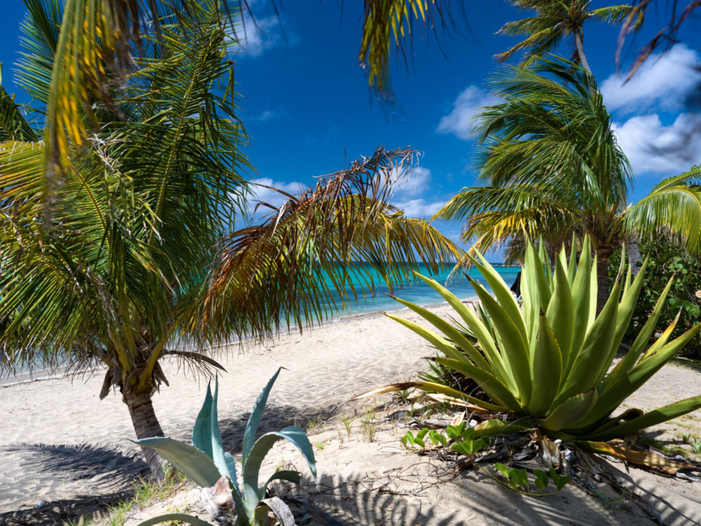 Tropical beach on St. Kitts with vegetation