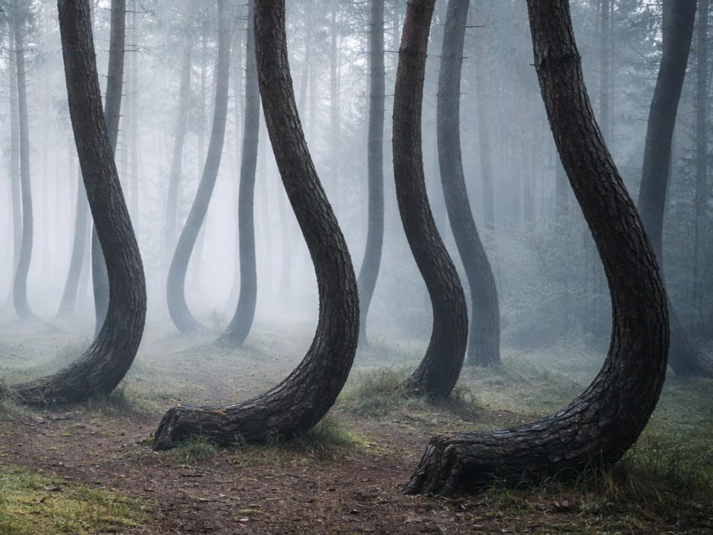Crooked Forest, Poland
