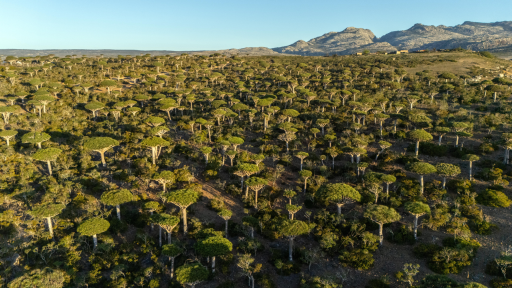 Socotra Island, Yemen