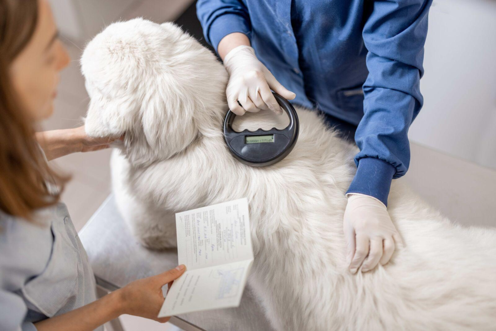 Veterinarian checking a dog's microchip before international travel.