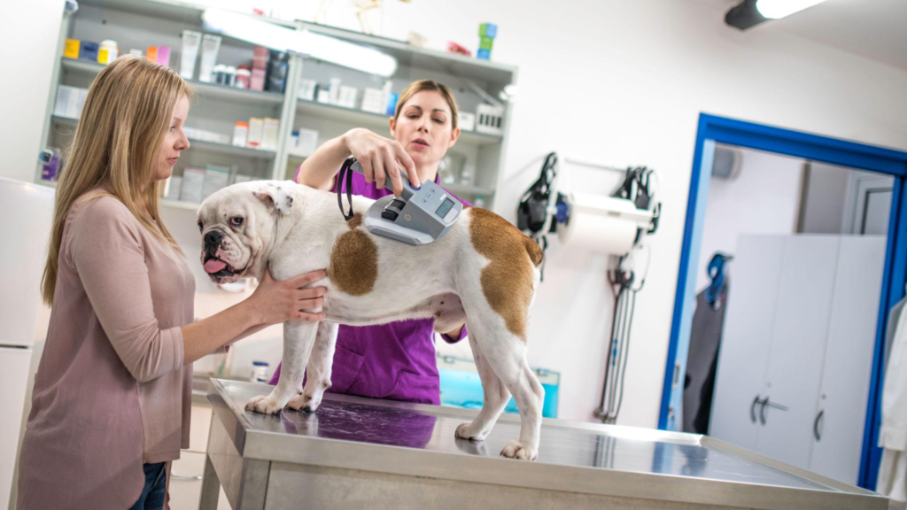Veterinarian checking a dog's microchip before international travel.