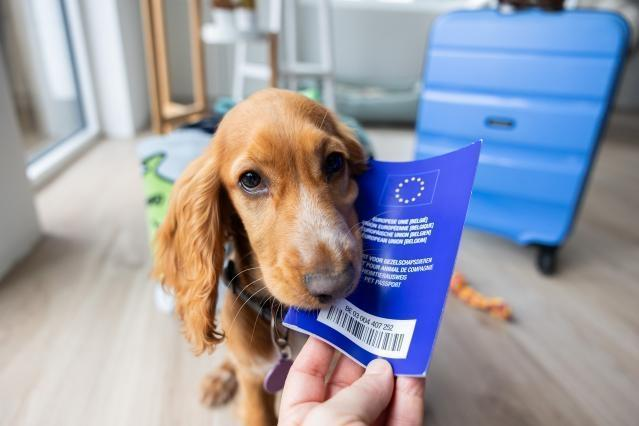 Veterinarian reviewing a pet passport and travel health records for a dog.