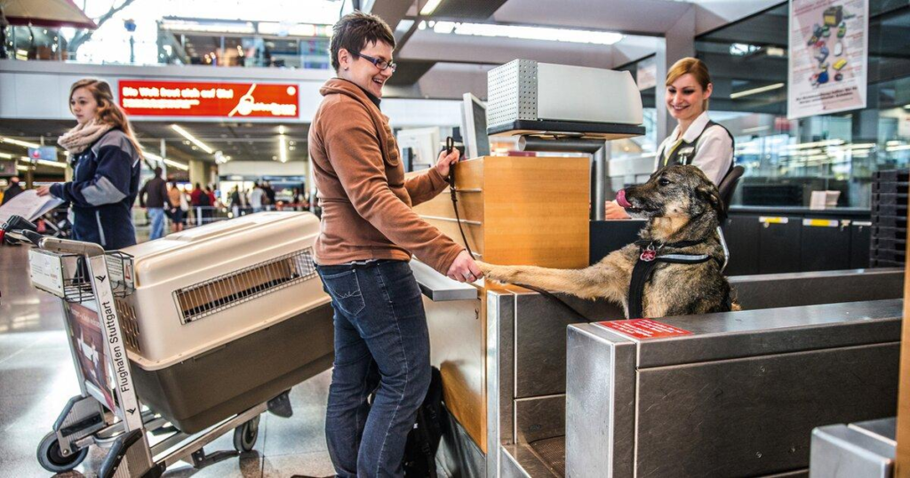 Dog travelling internationally through a European airport with an approved carrier