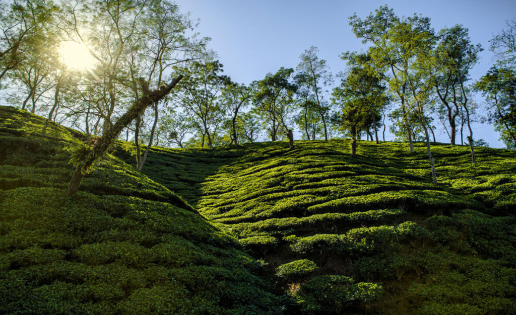 Europe Lifts Travel Ban on India's Assam