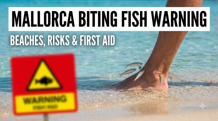 Mallorca Biting Fish Warning Update: Beaches, Risks and First Aid Mallorca Biting Fish Warning Update: Beaches, Risks and First Aid