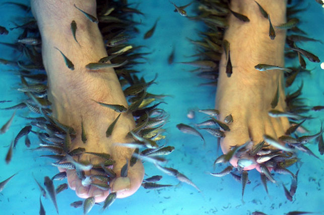 Mallorca Biting Fish Warning
