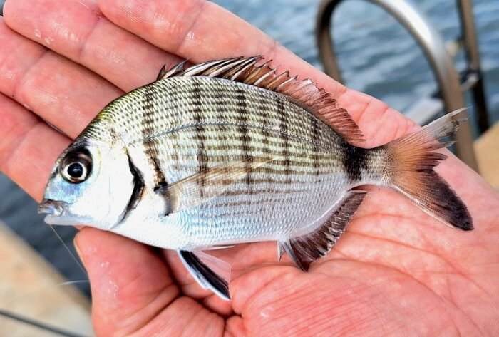 seabream fish
