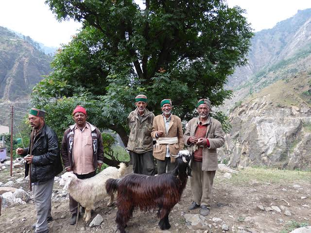 native Pangi residents stay closely connected to their livestock