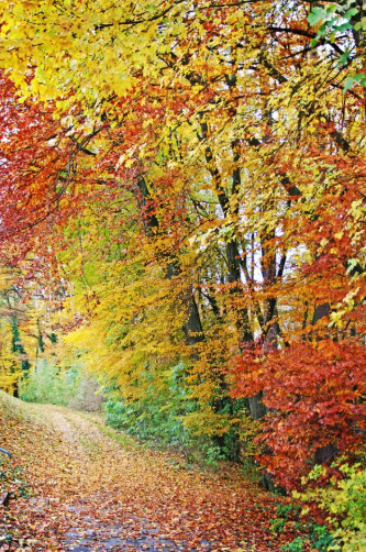 Outdoor Forest Promenade